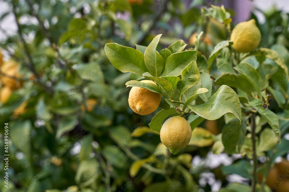 Yellow lemons growing on the lemon tree with green leaves. Natural light. High quality photo Yellow lemons growing on the lemon tree with green leaves. Natural light. High quality photo