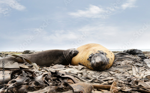 Close up of male and female  Southern elephant  seals lying in the seaweeds