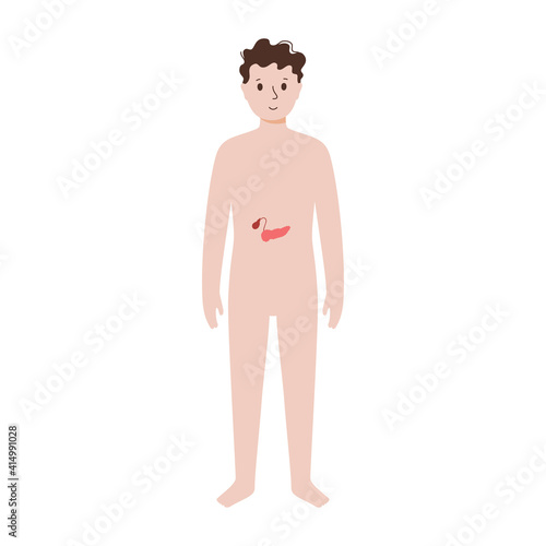 Internal organs in male body