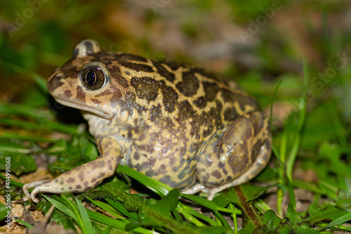Iberian spadefoot toad ( Pelobates cultripes) in Donana National Park, Huelva (Spain).