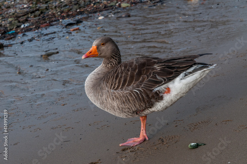 goose on the beach