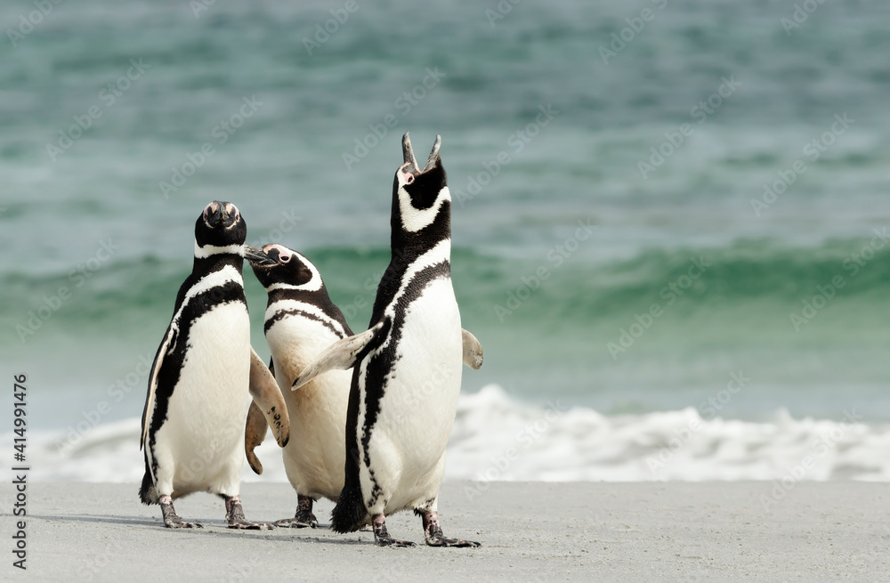 Naklejka premium Interesting behavior of Magellanic penguins on a sandy beach