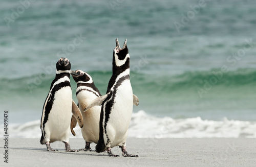 Interesting behavior of Magellanic penguins on a sandy beach
