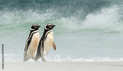 Close up of Magellanic penguins walking on a sandy beach