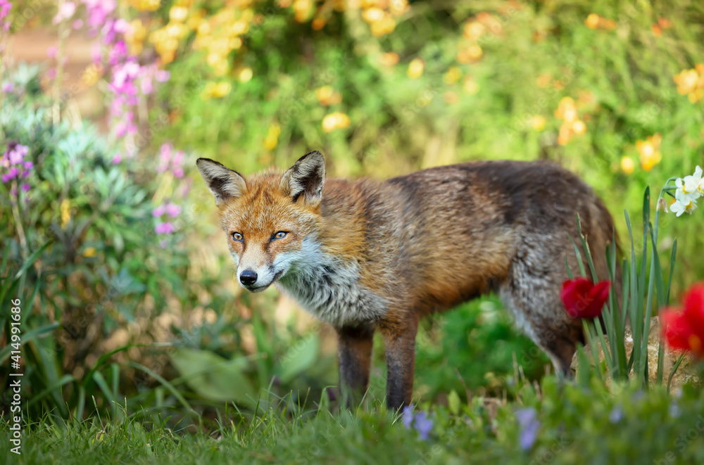 Close up of a red fox against colorful background in spring Close up of a red fox against colorful background in spring