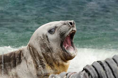 Close-up of an Elephant Seal calling