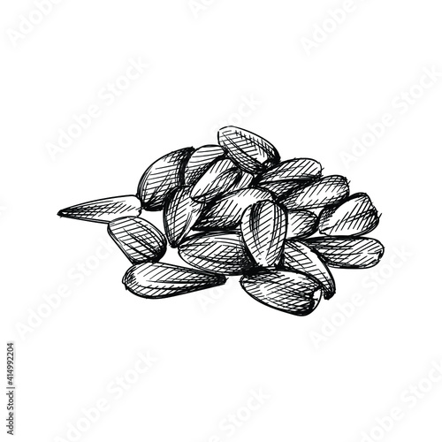 Hand drawn sketch of a handful of sunflower seeds on a white background. Sunflower seed. Sunflower. 