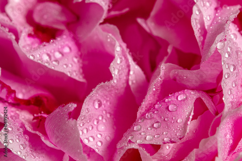 Opened peony flower with dew drops. Macro photography.