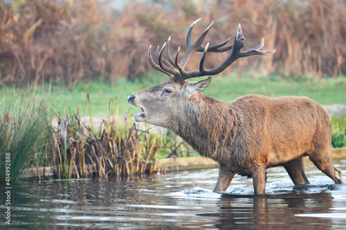 Red deer stag standing in water and calling during rutting season © giedriius