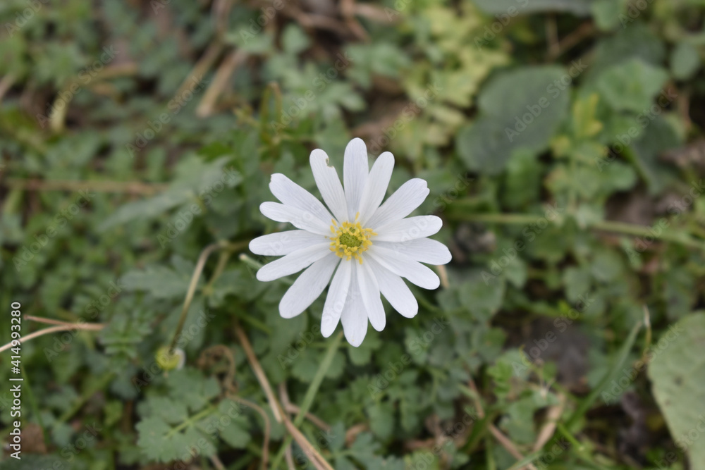 Selective focus shot of white anemone flower Selective focus shot of white anemone flower