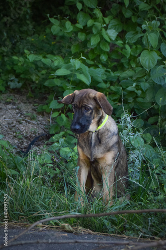 Amazing, cute, jung puppy of german shepherd who is sitting in bush.