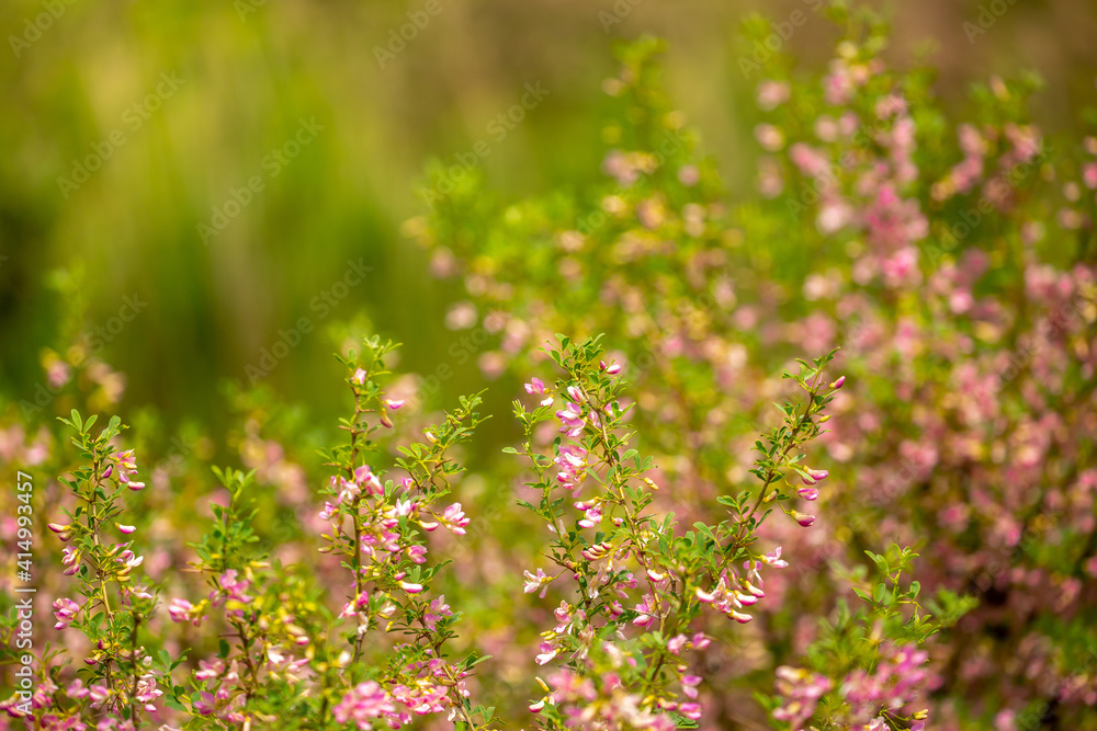 Blooming garden spring flowers. Blooming camel thorn in spring. Medicinal plant, pink flowers. Delicate floral landscape with blurry background and copy space. Blooming garden spring flowers. Blooming camel thorn in spring. Medicinal plant, pink flowers. Delicate floral landscape with blurry background and copy space.