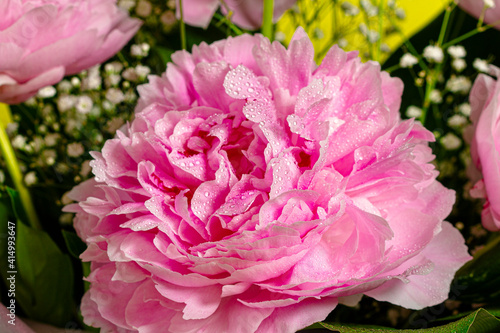 Beautiful blooming pink peony flower close up.