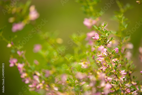 Blooming garden spring flowers. Blooming camel thorn in spring. Medicinal plant, pink flowers. Delicate floral landscape with blurry background and copy space.