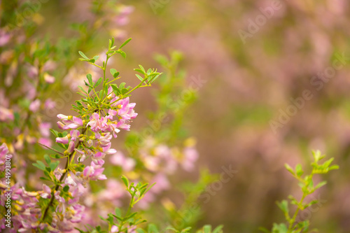 Blooming garden spring flowers. Blooming camel thorn in spring. Medicinal plant, pink flowers. Delicate floral landscape with blurry background and copy space.