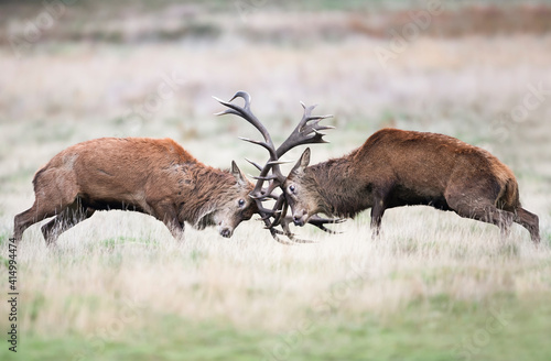 Foto Red deer fighting during rutting season