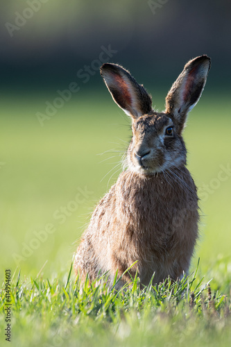 European Brown Hare portrait © Rob