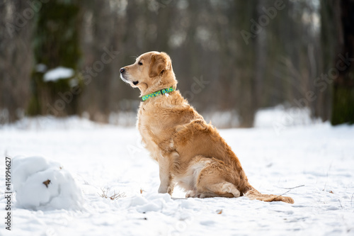 Golden retriever dog playing outside