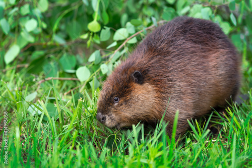 Adult Beaver (Castor canadensis) Looks Up Sideways From Ground Summer