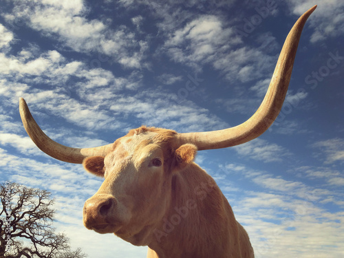 Closeup of Texas Longhorn against blue sky with white clouds
