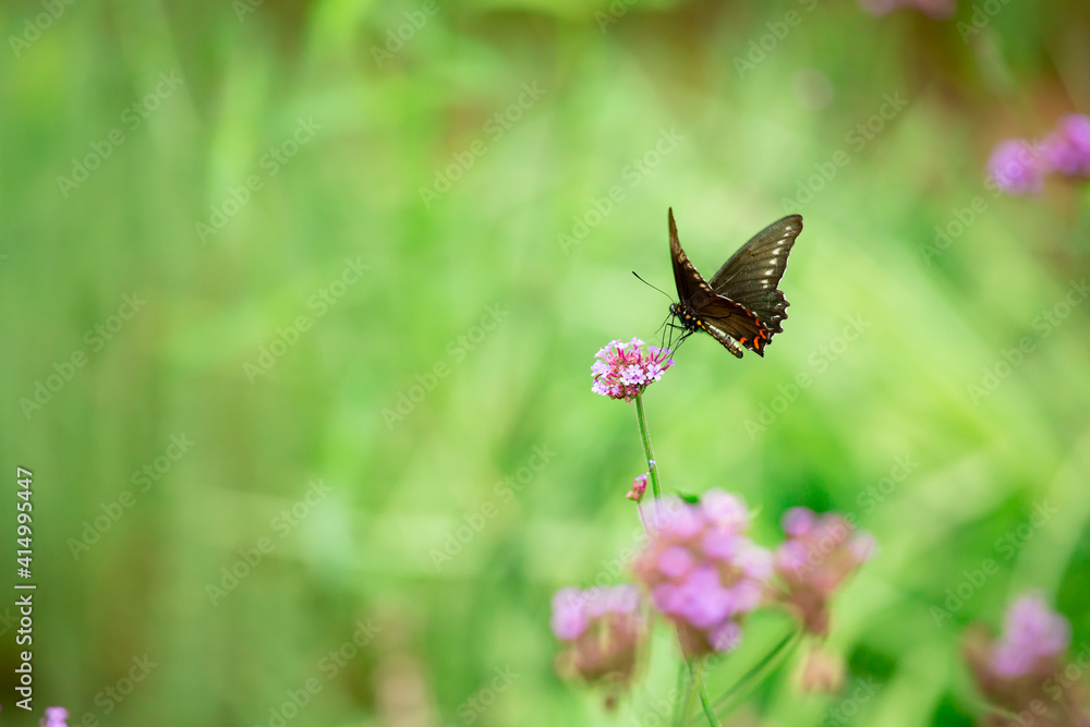Fototapeta premium Butterfly extracting pollen from flowers.