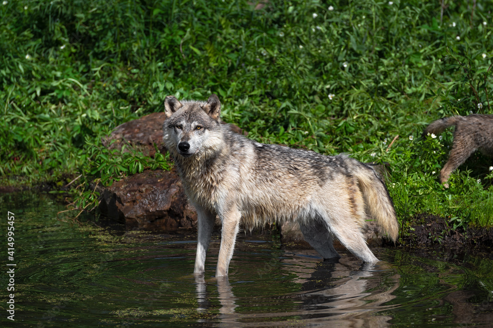 Grey Wolf (Canis lupus) Stands in Water Off Shore of Island Pup in Background Summer Grey Wolf (Canis lupus) Stands in Water Off Shore of Island Pup in Background Summer
