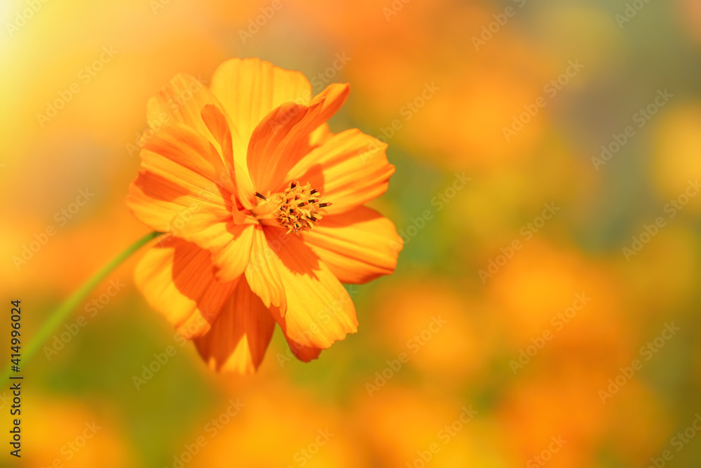 Closeup of a beautiful Yellow Cosmos (Cosmos sulphureus) flower blossom. Natural yellow background with copy space. Closeup of a beautiful Yellow Cosmos (Cosmos sulphureus) flower blossom. Natural yellow background with copy space.