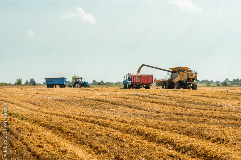 Fototapeta premium Unloading grains into truck by unloading auger. Combine harvesters cuts and threshes ripe wheat grain. Wheat harvesting on field in summer season. Process of gathering crop by agricultural machinery