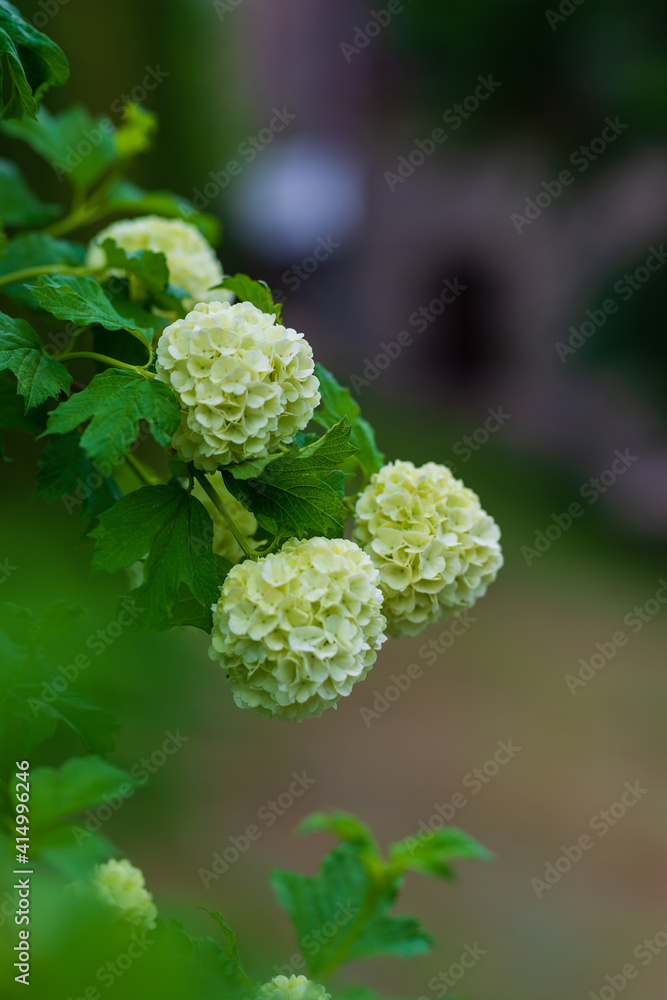 Blooming Hydrangea (hortensia) macrophylla in natural habitat, Armenia
Blooming Hydrangea (hortensia) macrophylla in natural habitat, Armenia