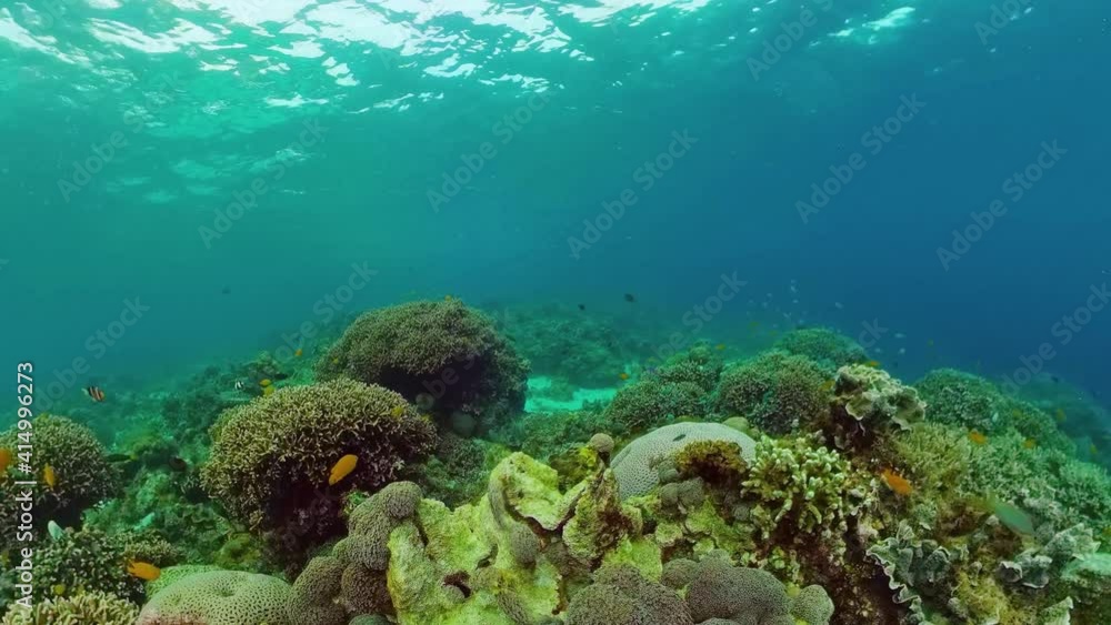 Underwater Colorful Tropical Fishes. wonderful and beautiful underwater colorful fishes and corals in the tropical reef. Panglao, Bohol, Philippines. Underwater Colorful Tropical Fishes. wonderful and beautiful underwater colorful fishes and corals in the tropical reef. Panglao, Bohol, Philippines.