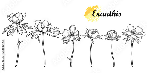 Tableau sur toile Set of outline Eranthis or winter aconite flower and leaves in black isolated on white background