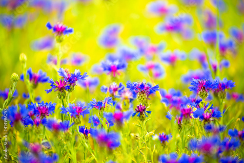 Spring flowers in the meadow. Cornflower field. Blue flowers in the green grass. Tender spring background with copy space and place for text. © Vera