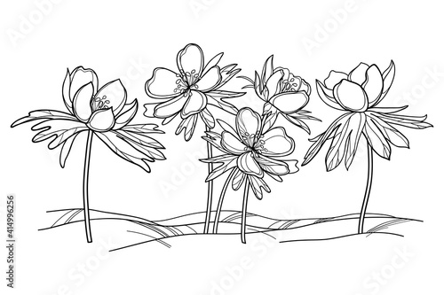 Outline early spring Eranthis or winter aconite flower and leaves in black isolated on white background. 