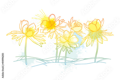 Outline early spring Eranthis or winter aconite flower on the glade in pastel yellow isolated on white background. 