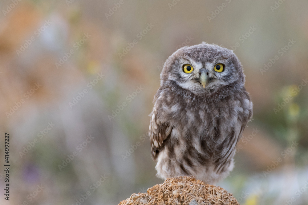 Chick little Owl (Athene noctua) perched on rocks in sunlight Chick little Owl (Athene noctua) perched on rocks in sunlight