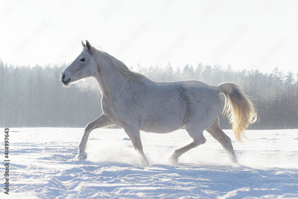 Fototapeta Grey flea bitten half-arabian breed horse run across the snowy field in winter sunny weather free.