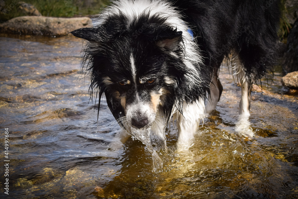 Border collie is playing in water. He is so crazy happy dog on the trip. Border collie is playing in water. He is so crazy happy dog on the trip.