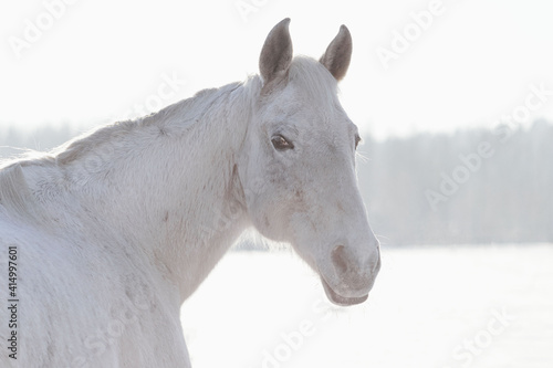 Grey flea-bitten half-arabian mare in the winter field full of snow in cold sunny weather. Animal portrait.