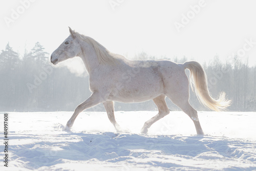 Grey flea bitten half-arabian breed horse run across the snowy field in winter sunny weather free. © aurency