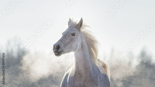Fototapeta Naklejka Na Ścianę i Meble -  Grey flea bitten half-arabian breed horse run across the snowy field in winter sunny weather free.