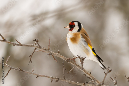 Goldfinch Carduelis carduelis, sitting on a branch