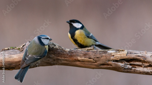 Wild blue tit bird Cyanistes caeruleus sitting on wooden stick against natural background © Tatiana