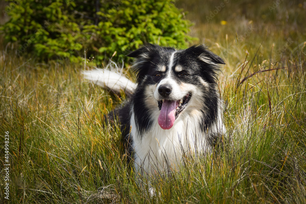 Border collie is lying in the grass. He is so crazy dog on trip. Border collie is lying in the grass. He is so crazy dog on trip.
