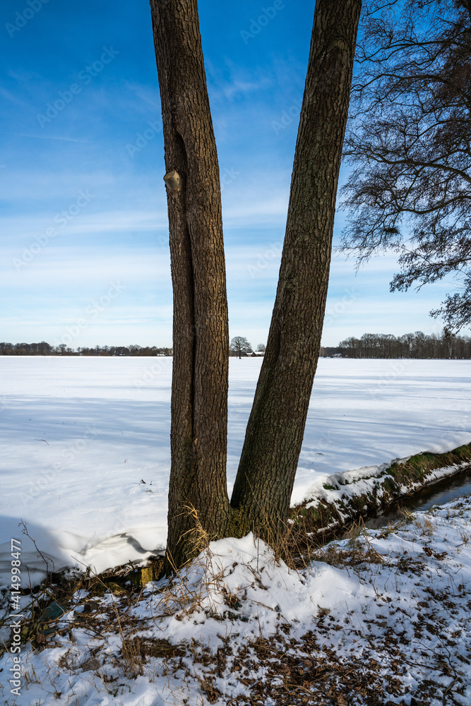 Tree along road in Loenen near the Veluwe and IJsselvalley in The Netherlands in winter.