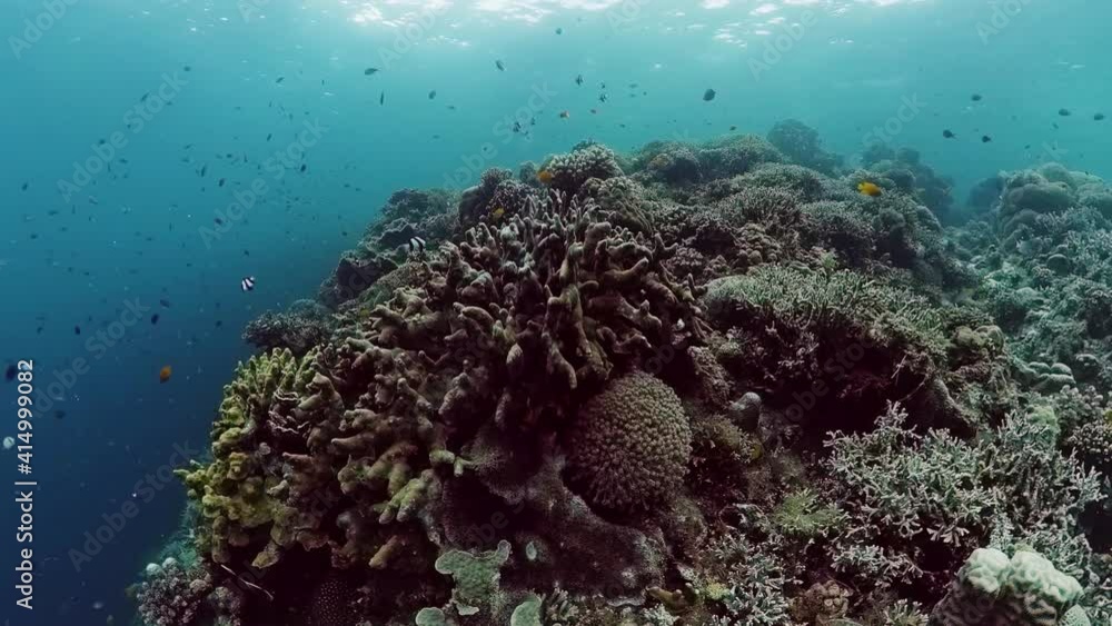 Tropical coral reef. Underwater fishes and corals. Panglao, Philippines. Tropical coral reef. Underwater fishes and corals. Panglao, Philippines.