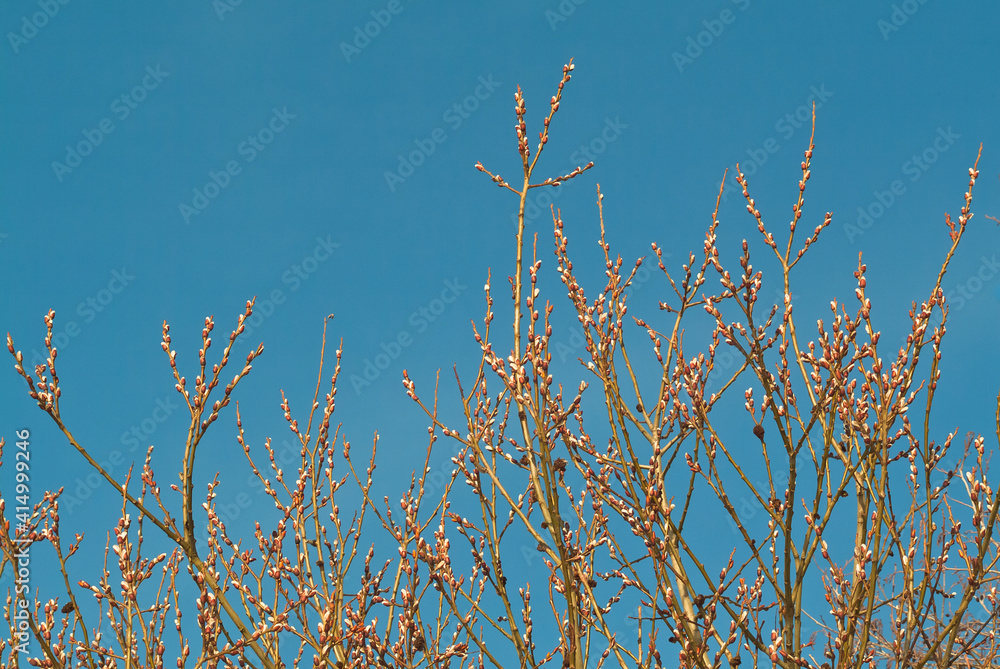 Obraz premium willow branches against the blue sky, bottom view