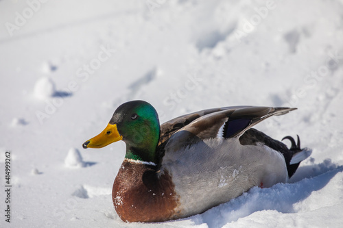 Bird. Wild duck mallard, drake on the snow © Denny