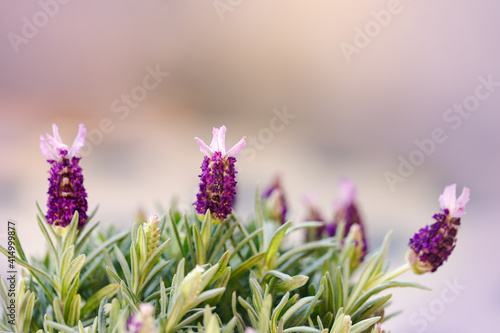 Fresh lavender flowers on pink background  copy space