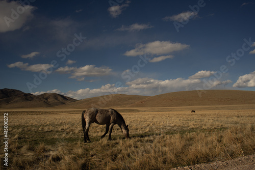 Wild horses south of Dugway Proving grounds  Utah