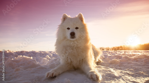 Samoyed dog lying in the snow